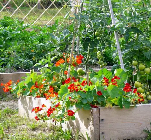 Best Herbs to Plant with Tomatoes 11