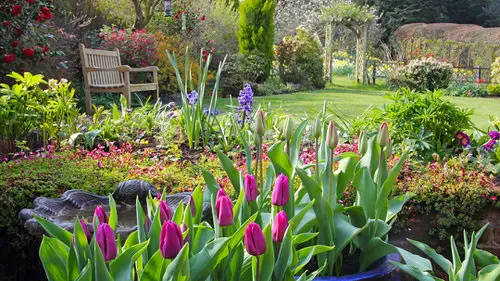 How to Attract Bees to Your Garden 3