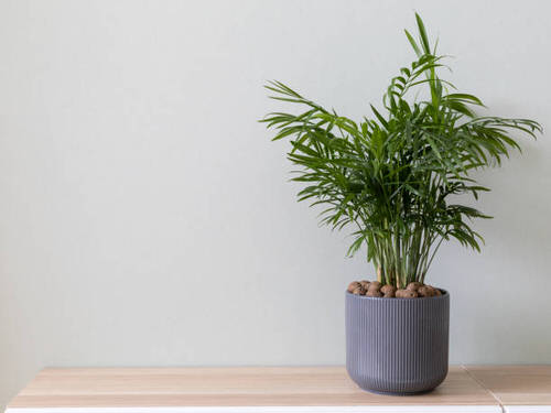 Best Tabletop Palms 3 