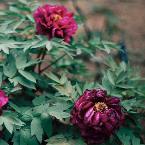 Purple Peony Varieties 8