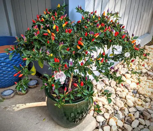 Types of Ornamental Pepper Varieties