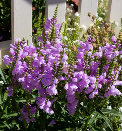 Best Ohio Flowers 16