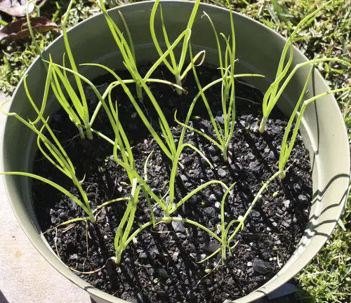 Best Vegetables to Grow in 5 Gallon Buckets
