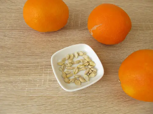 best Fruits You Can Grow From Kitchen Scraps and Seeds