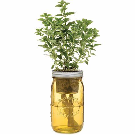How to Prepare a Mason Jar for Growing Herbs? 9