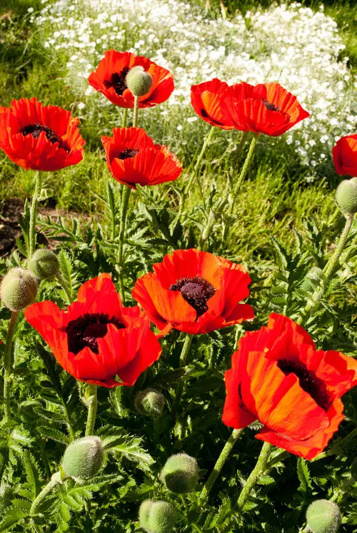Best Perennial Flowers for Georgia 3