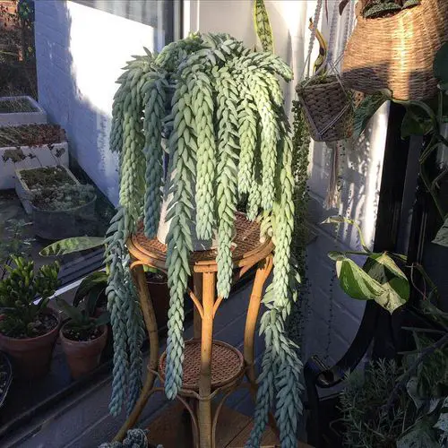 Avoid Watering it Regularly