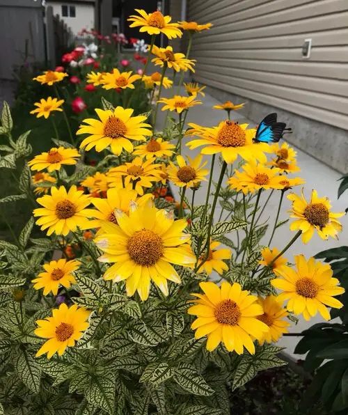 Best Perennial Flowers from Ohio 6