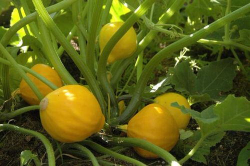 Best Types of Squash 8