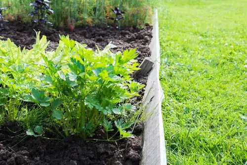 Best Herbs to Plant with Tomatoes 1