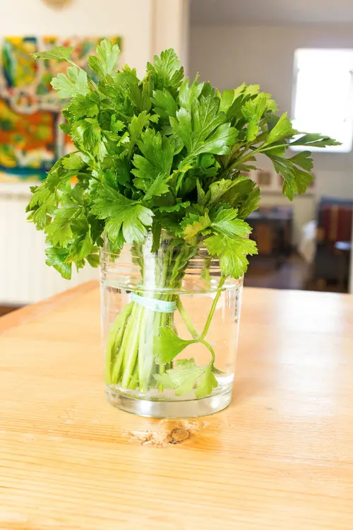 How to Prepare a Mason Jar for Growing Herbs? 3