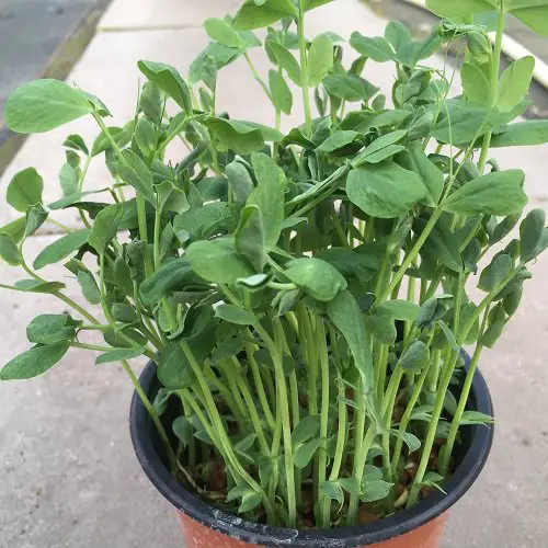 Fast Growing Leafy Green Vegetables in pot 76