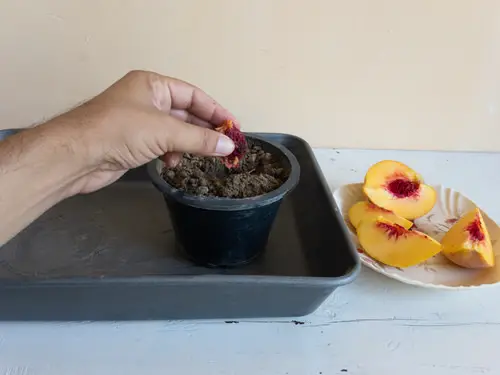 top Fruits You Can Grow from Seeds and Leftovers from Kitchen