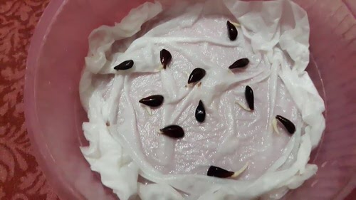 Fruits You May Plant Using Seeds and Kitchen Scraps