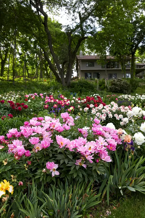 The Greatest Plants for Curb Appeal