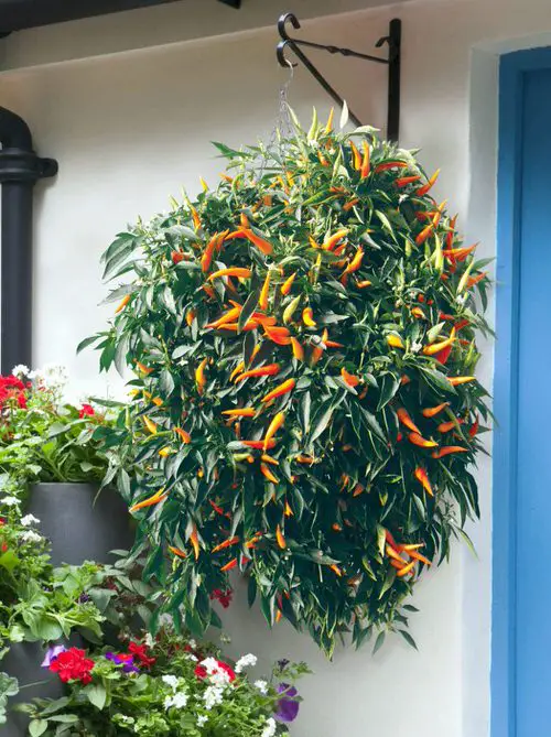 Vegetables for Baskets to Hang