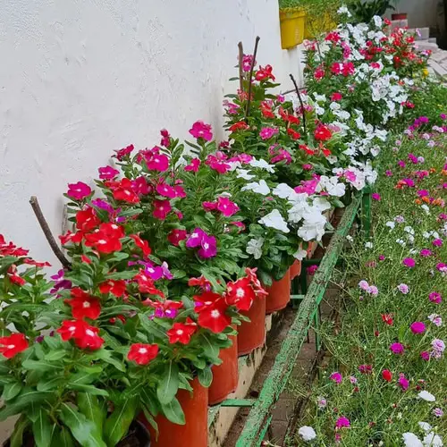 Best Flowers that Thrive in Poor Soil 2