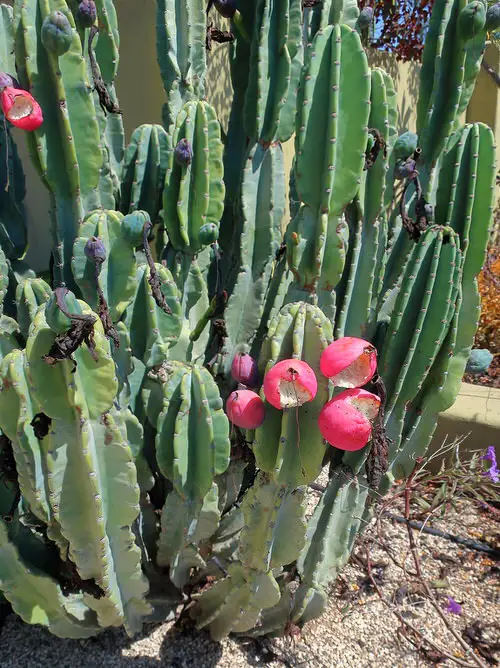 Cactus Fruits 2