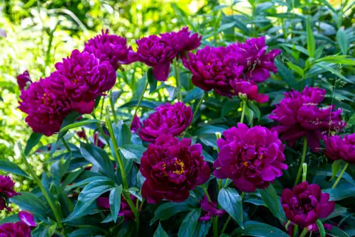 Beautiful Types of Purple Peony  6