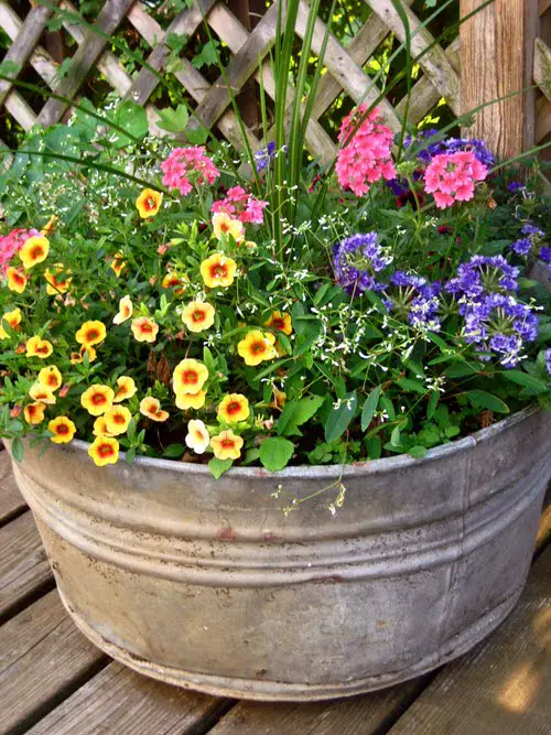 Incredible Combinations with Petunias 14