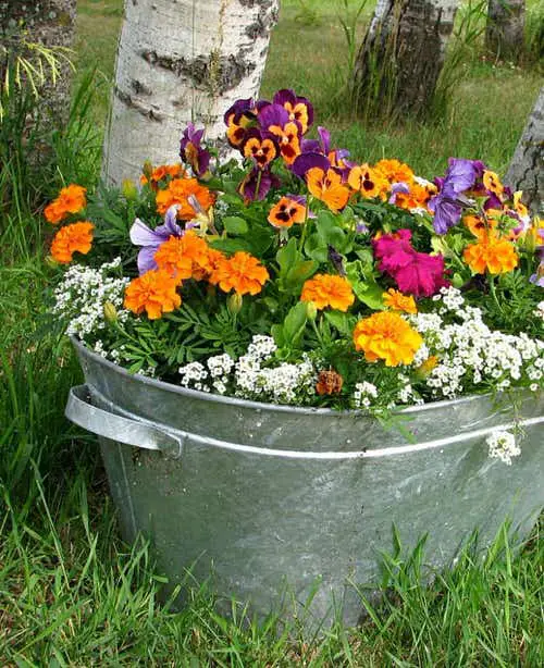 Petunias conbination image 13