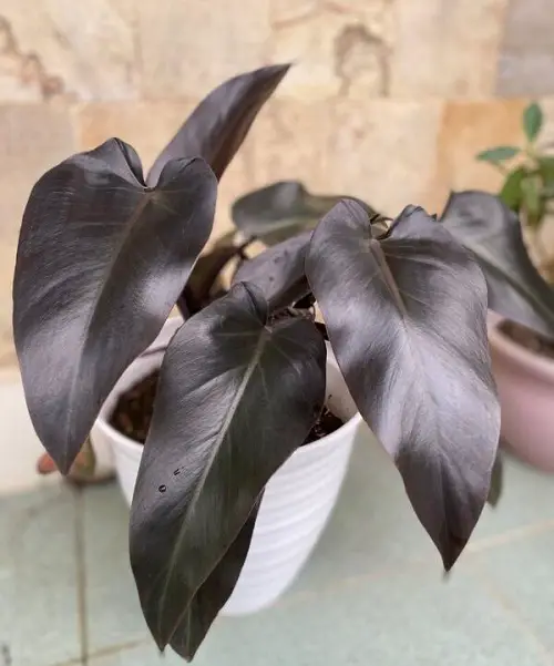 beauty of Philodendrons