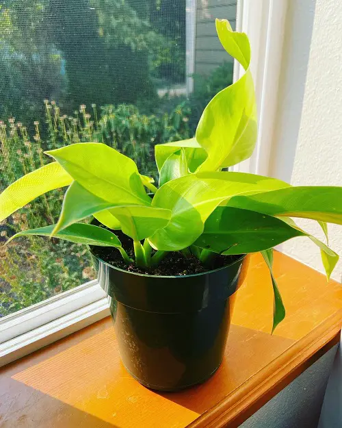 Stunning Philodendrons You Will Absolutely Love 3