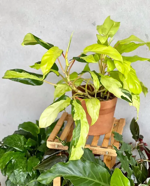 Beautiful Philodendrons You Will Be Infatuated 7