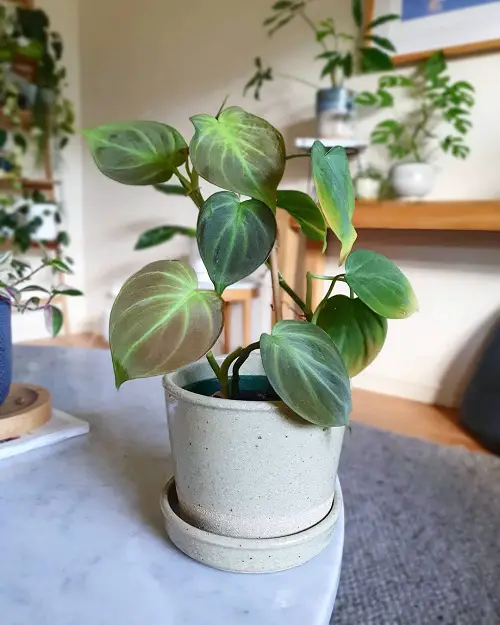 Stunning Philodendrons You Will Absolutely Love 2