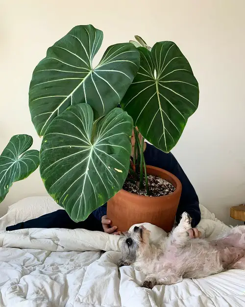 Magnificent Philodendrons You'll adore it completely 7