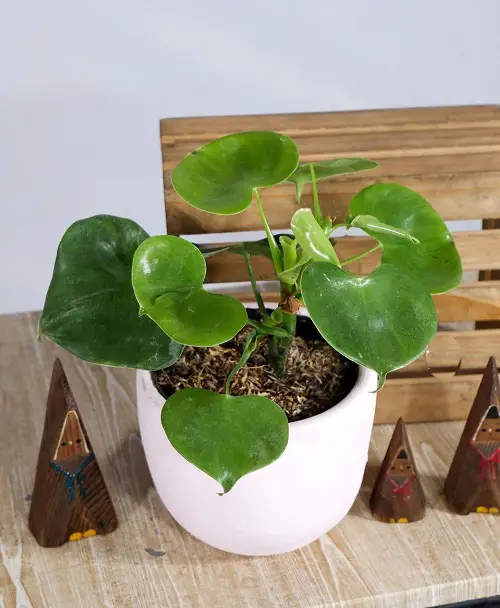 Gorgeous philodendrons You Will Totally Adore