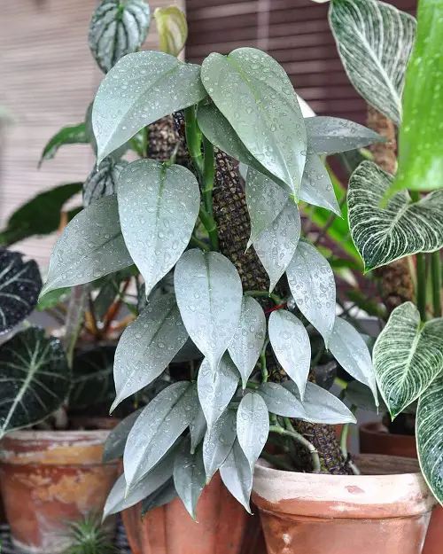 Beautiful Philodendrons You Will Be Infatuated