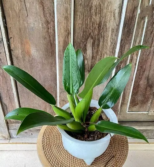 Beautiful Philodendrons You Will Be Infatuated 9