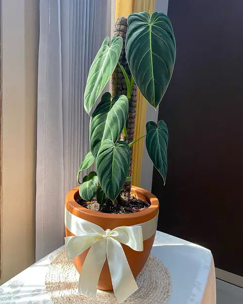 Magnificent Philodendrons You'll adore it completely 8