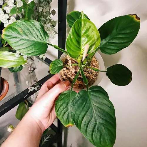 Gorgeous philodendrons You Will Totally Adore