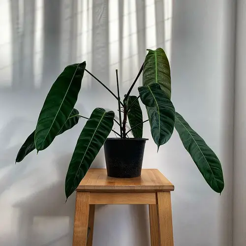 Marvelous Philodendrons You Will Truly Adore