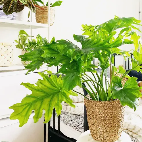 Beautiful Philodendrons You Will Be Infatuated 3