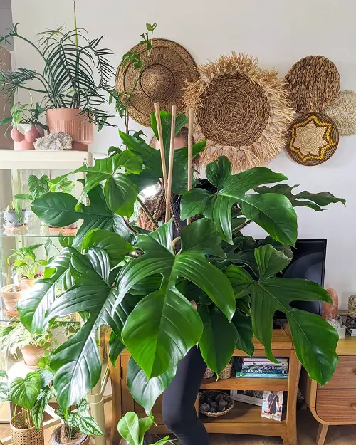 beautiful Philodendrons varieties 2