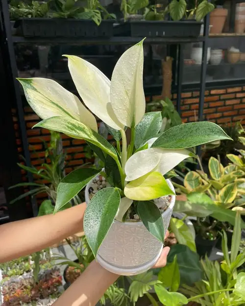 Stunning Philodendrons varieties 1