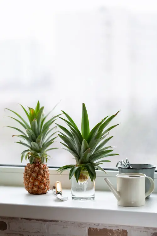 Fruits You Can Grow from Seeds