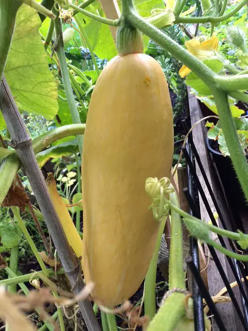 Best Types of Squash 24