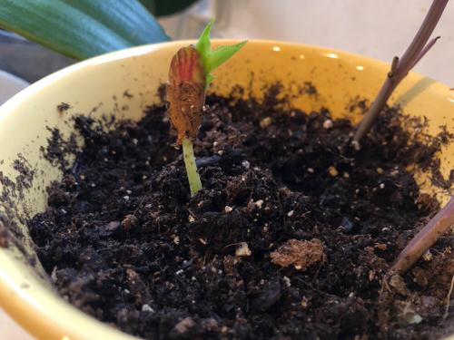 Fruits You Can Grow from Kitchen Scraps and Seeds