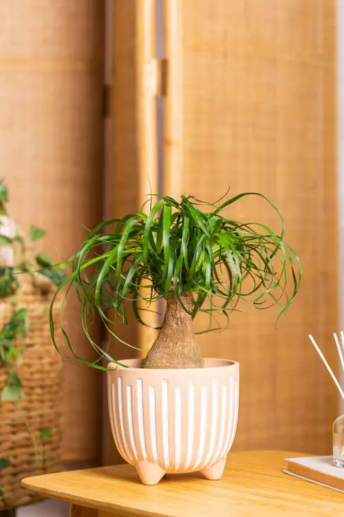 Best Tabletop Palms 1