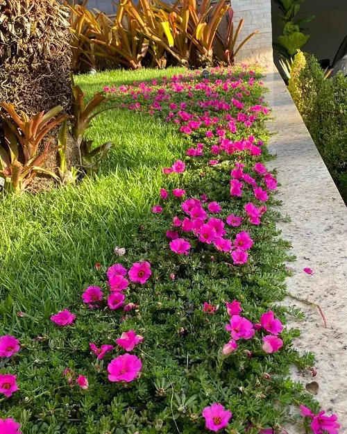 Best Plants for Curb Appeal1