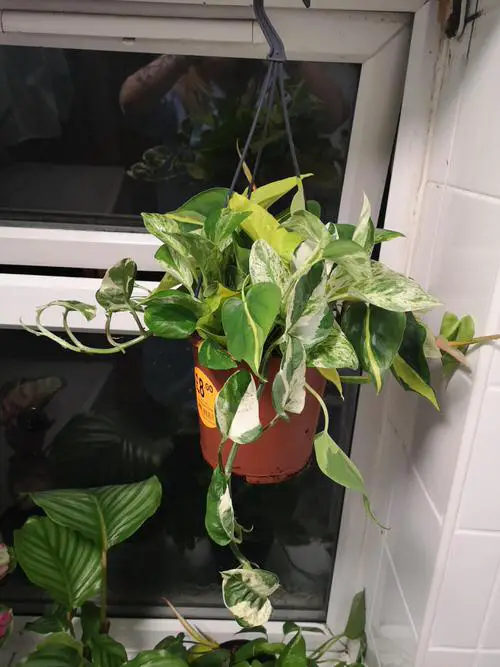 Combinations of Pothos to Grow in One Pot
