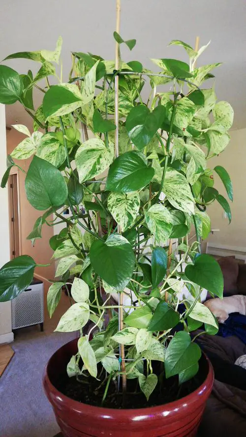 beautiful Combinations of Pothos to Grow in One Pot
