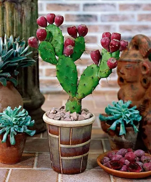 Cactus Fruits 4