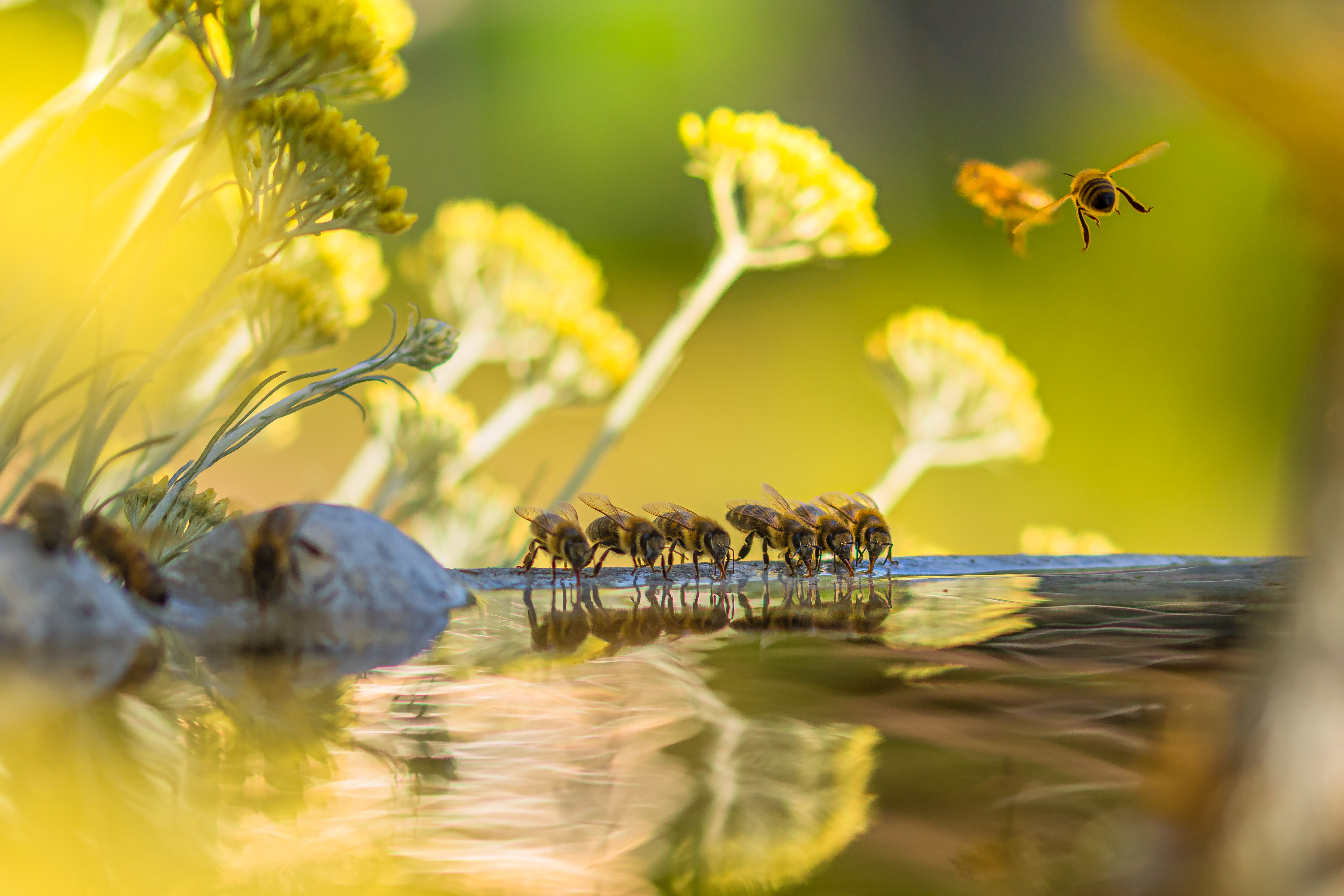 Bee Garden Ideas 11