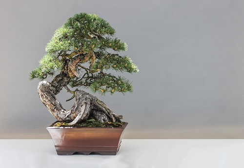 Japanese Apricot bonsai tree