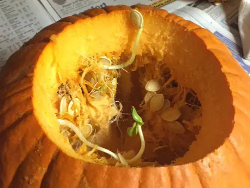 Fruits & Veggies Sprouting Anywhere 15